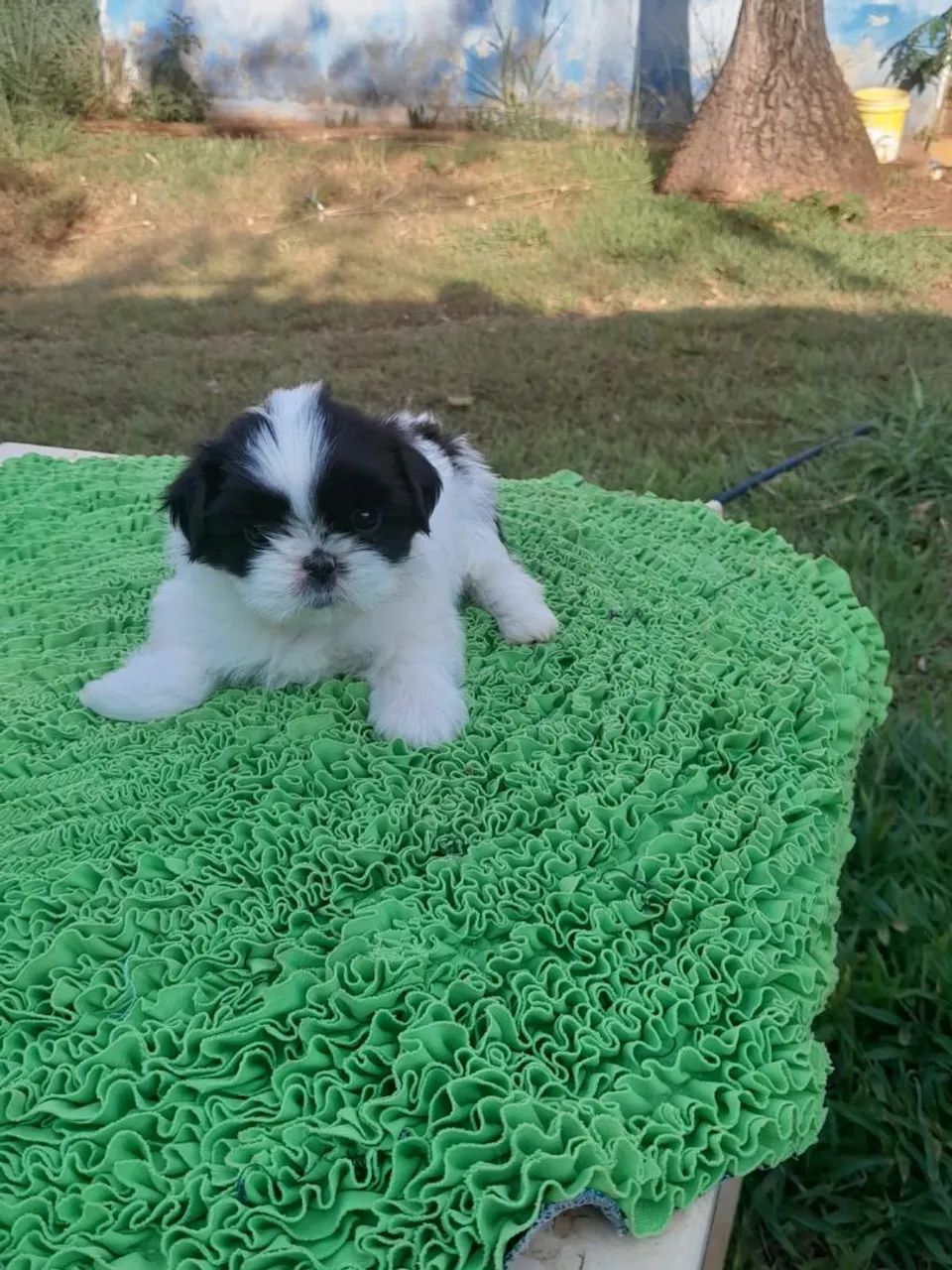 Cachorro Shitzu  - Foto 3