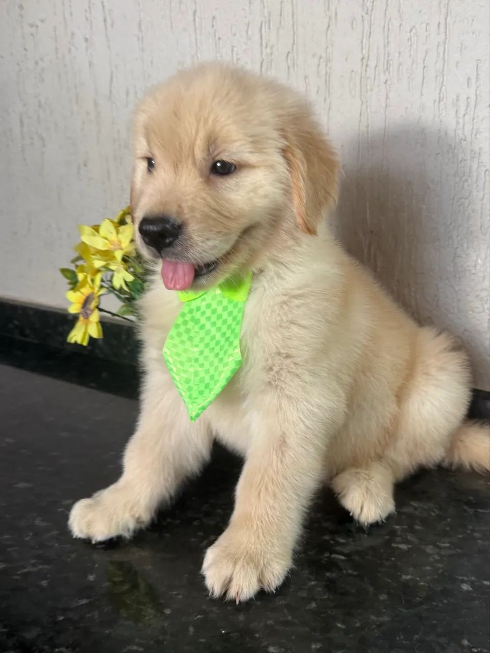 Golden retriever com pedigree Macho  - Foto 2