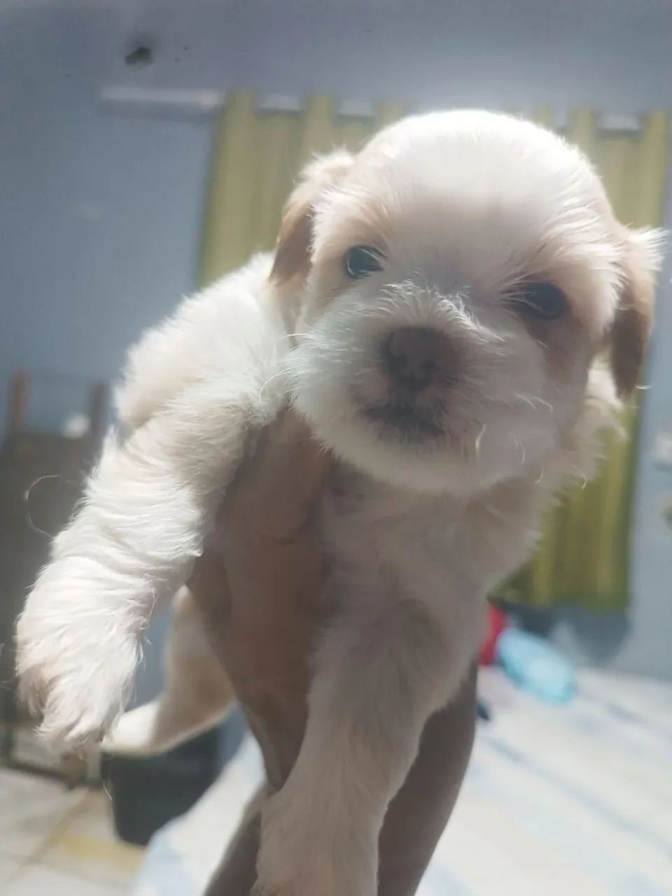 Filhote de lhasa apso - Foto 2