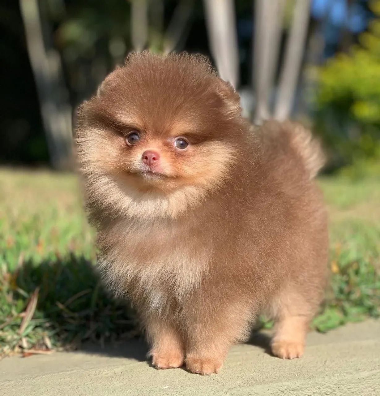 Spitz Alemão/ Lulu da Pomerânia  - Foto 5