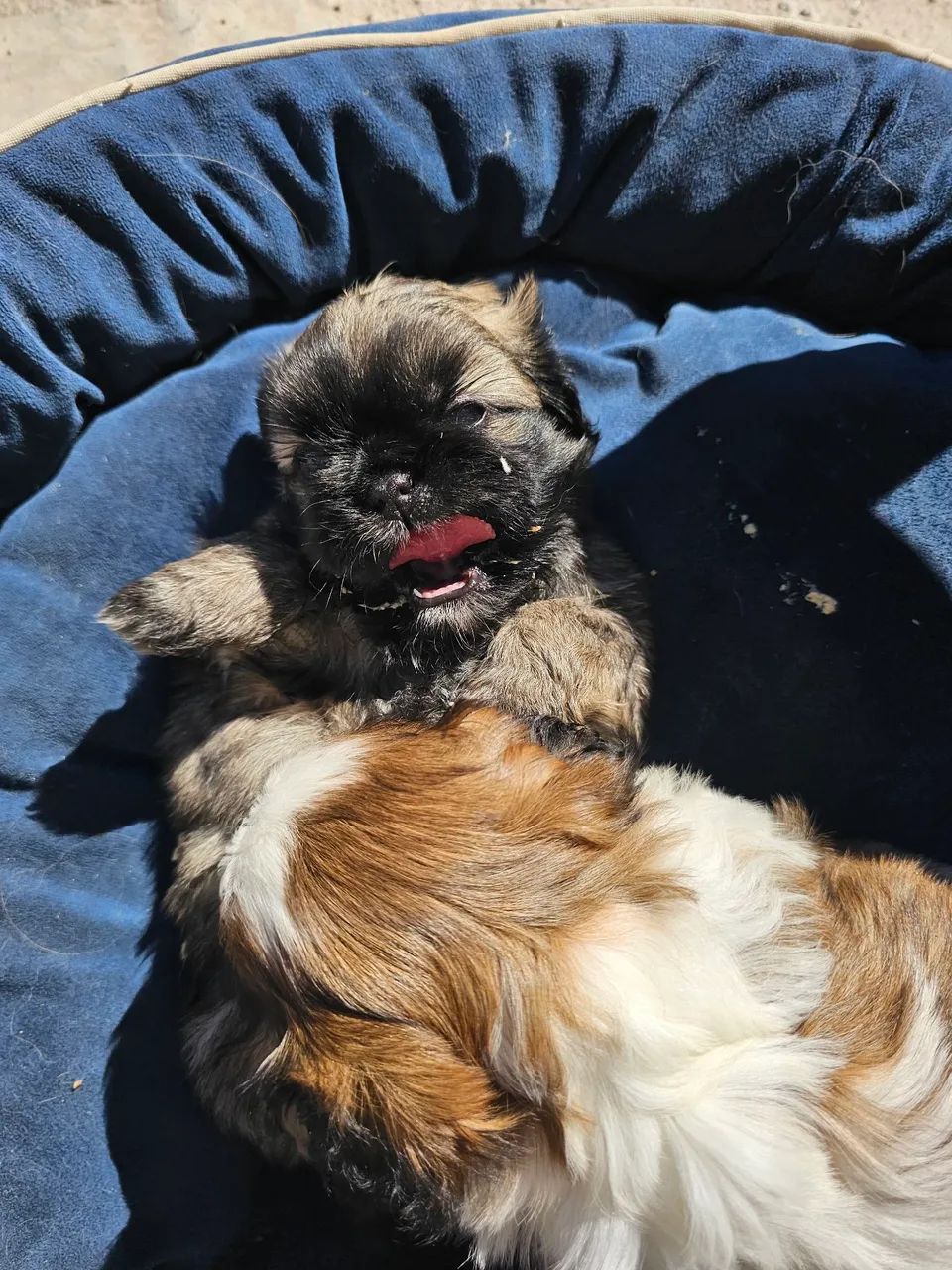 Pequines - Foto 2