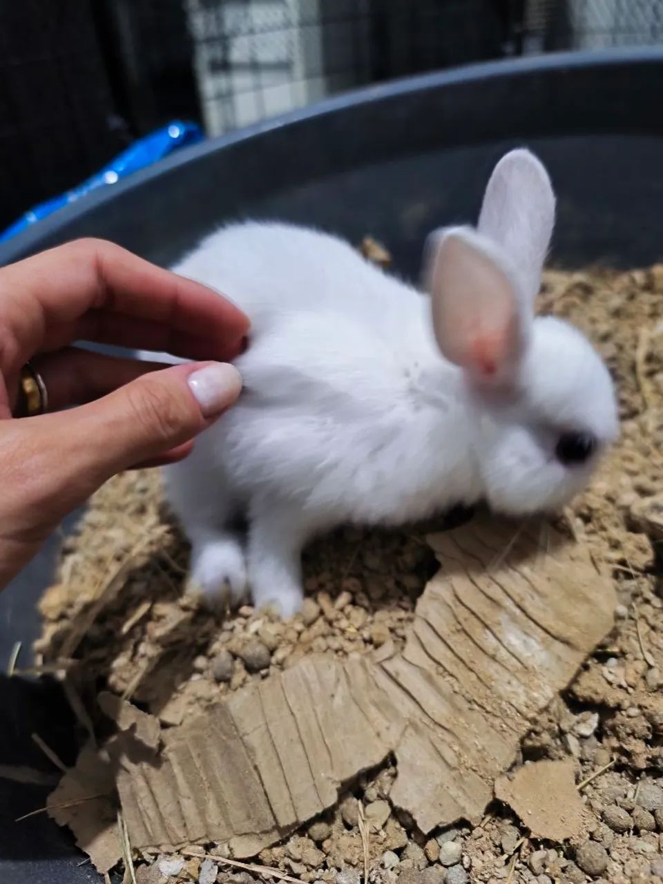 Coelhos Netherlands  - Foto 5