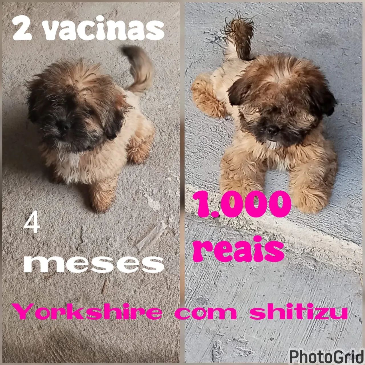 Vendo Shitzu com yorkshire 