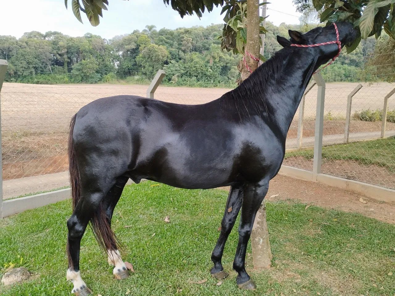 Cavalo Mangalarga Marchador registrado  - Foto 6