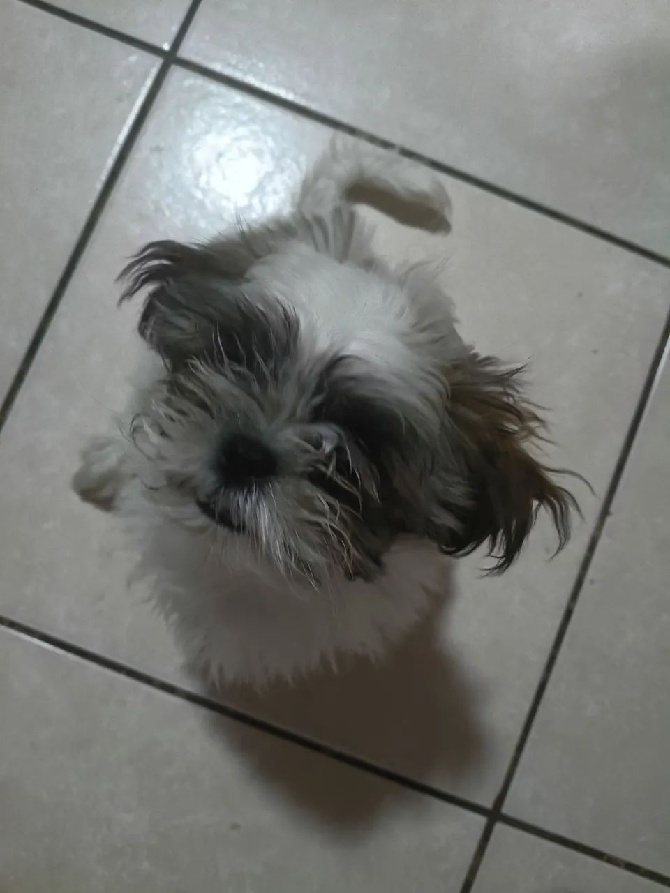 Vende Shih - Tzu