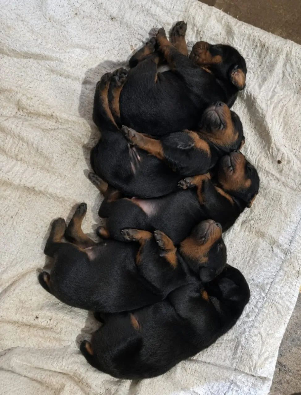 Filhotes de Doberman - Foto 2