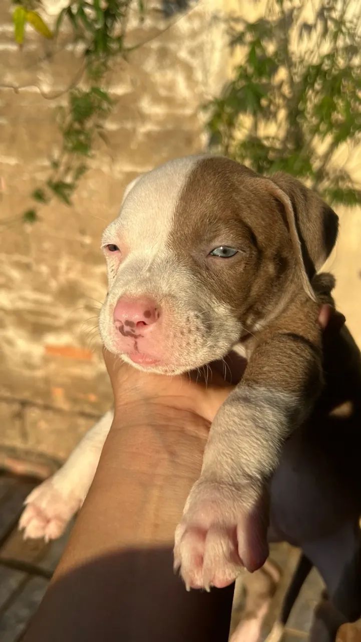 Filhotes de pitbull  - Foto 5