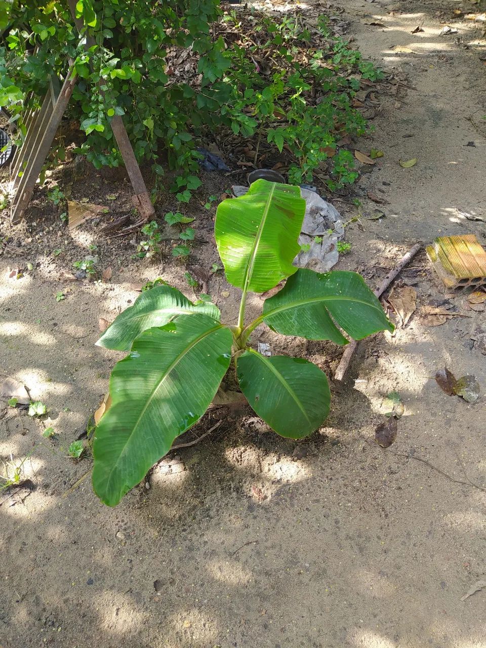 Bananeira pacovan - Foto 4