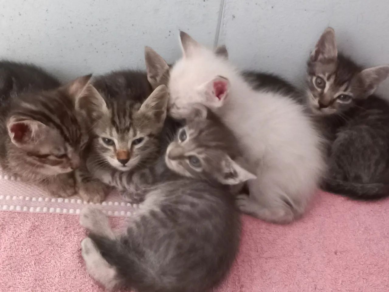 Gatinhos para doação ? - Foto 2