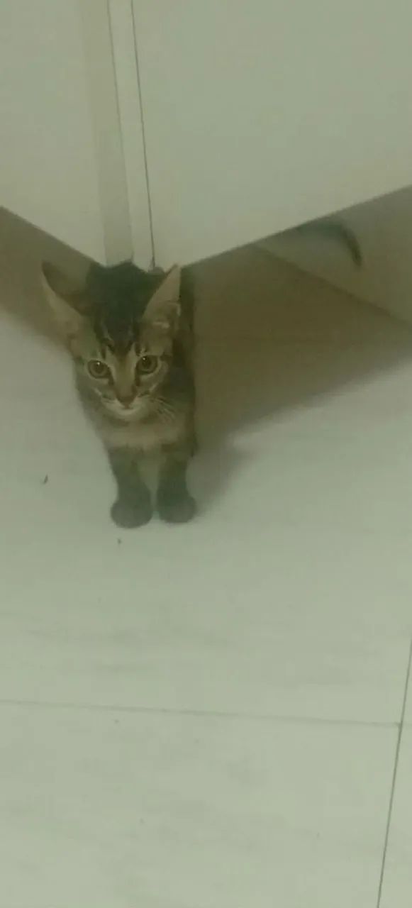 Doação de gatos - Foto 3