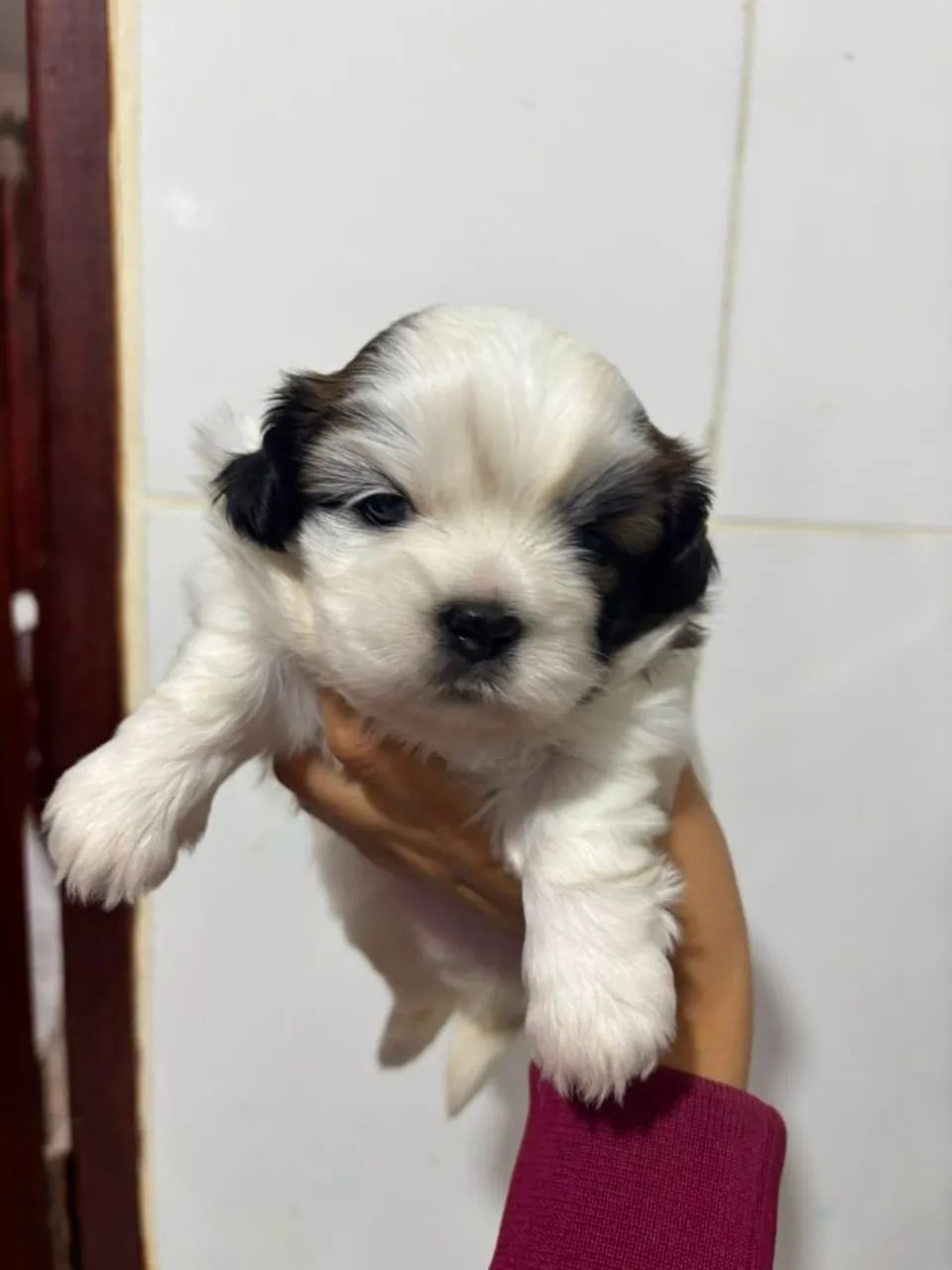 cachorro shih tzu - Foto 2