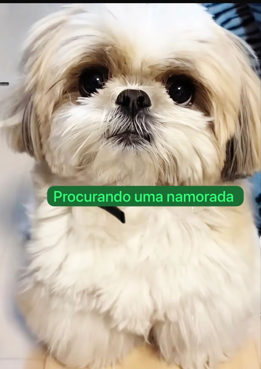 Shitzu macho Disponível 
