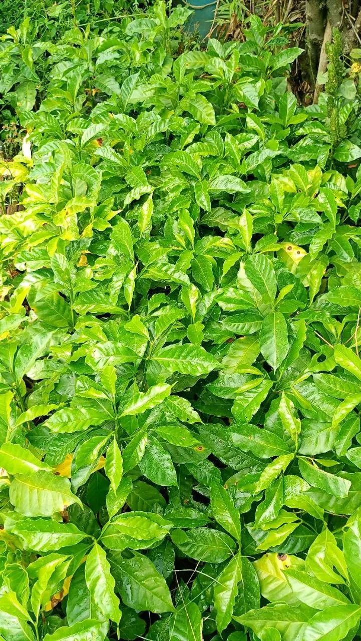 Mudas de plantas frutíferas 