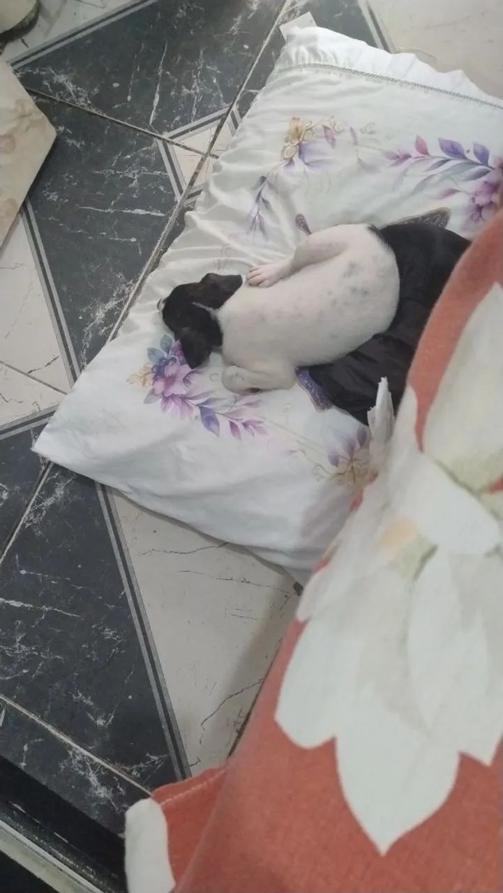 Adoção  - Foto 3