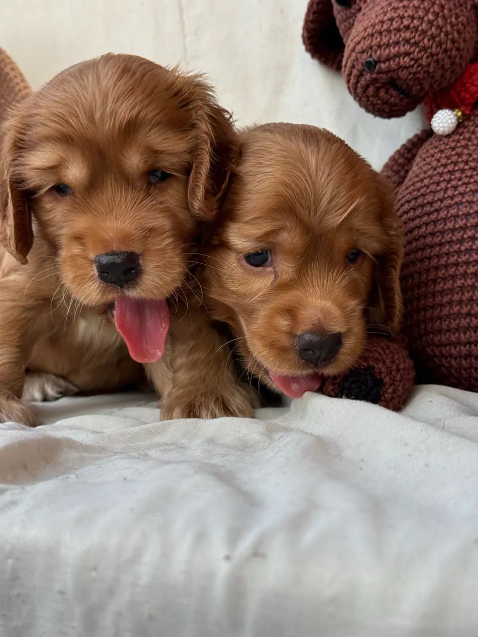 Cocker Spaniel Meninos - Foto 5