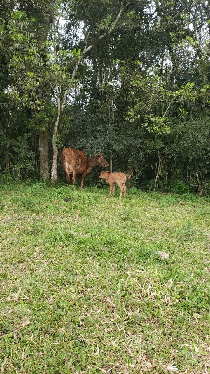 Vaca com terceira 