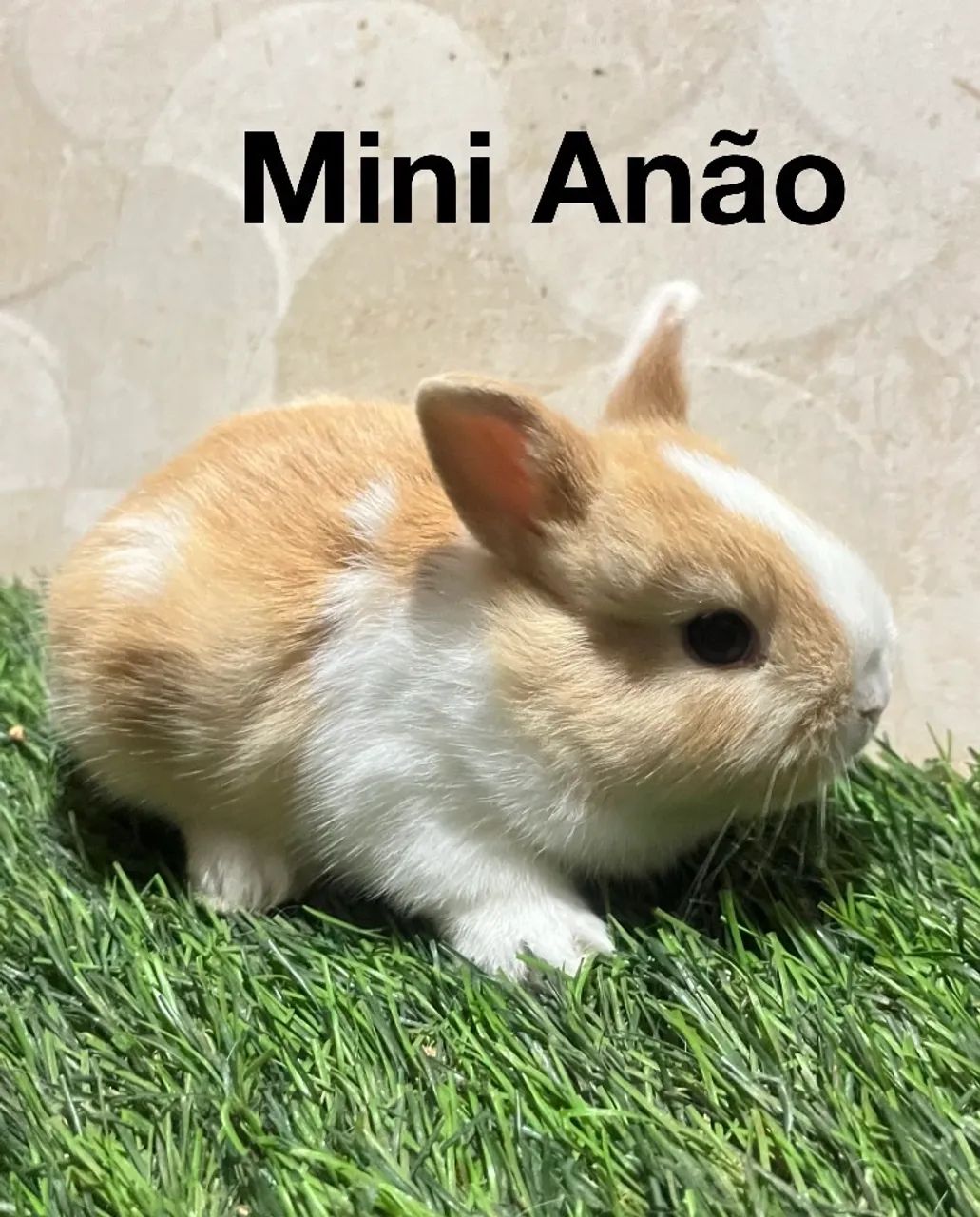 Mini Lion e mini anão 