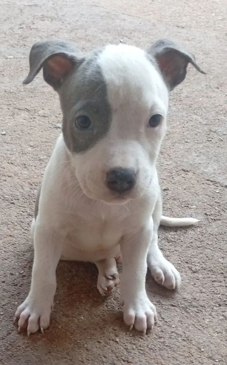 Filhote de Pit Bull American Staffordshire puro - Foto 2