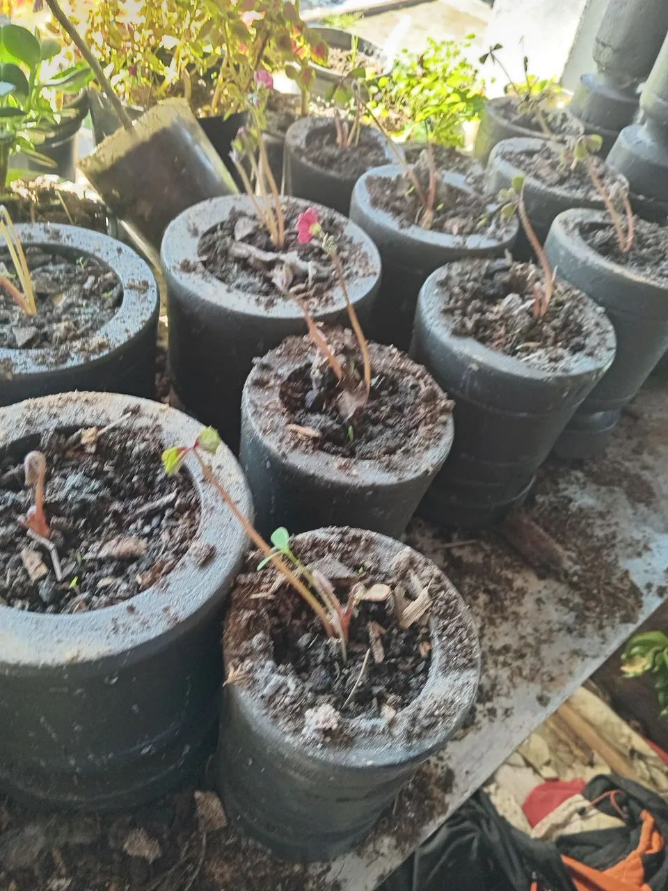 Mudas trevo  4 folhas - Foto 5