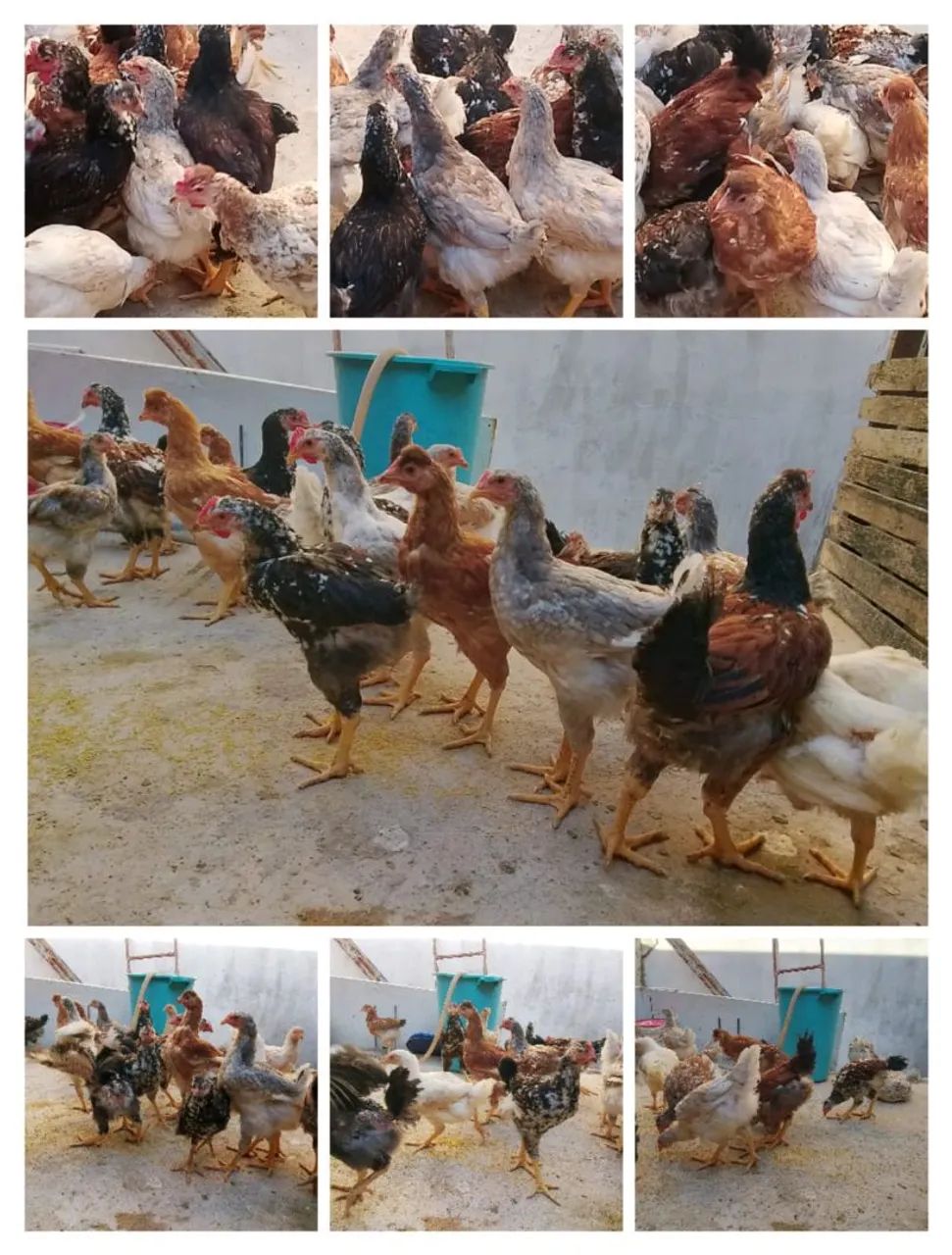 GALINHAS  - Foto 2