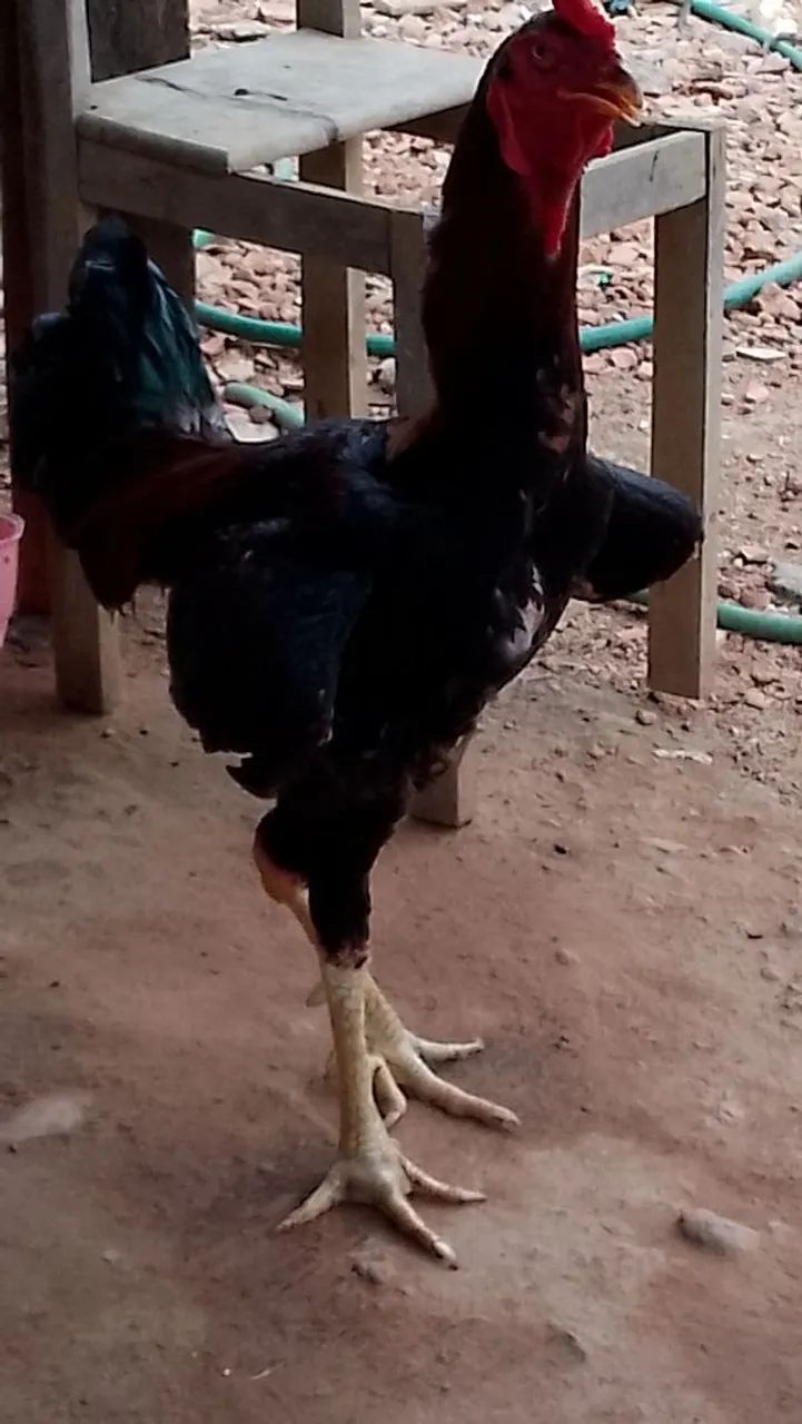 Frango caipira com índio  - Foto 3