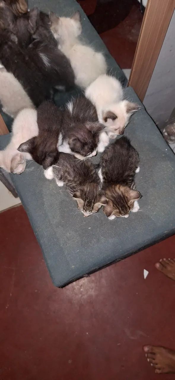 Gatos com 2 messes 