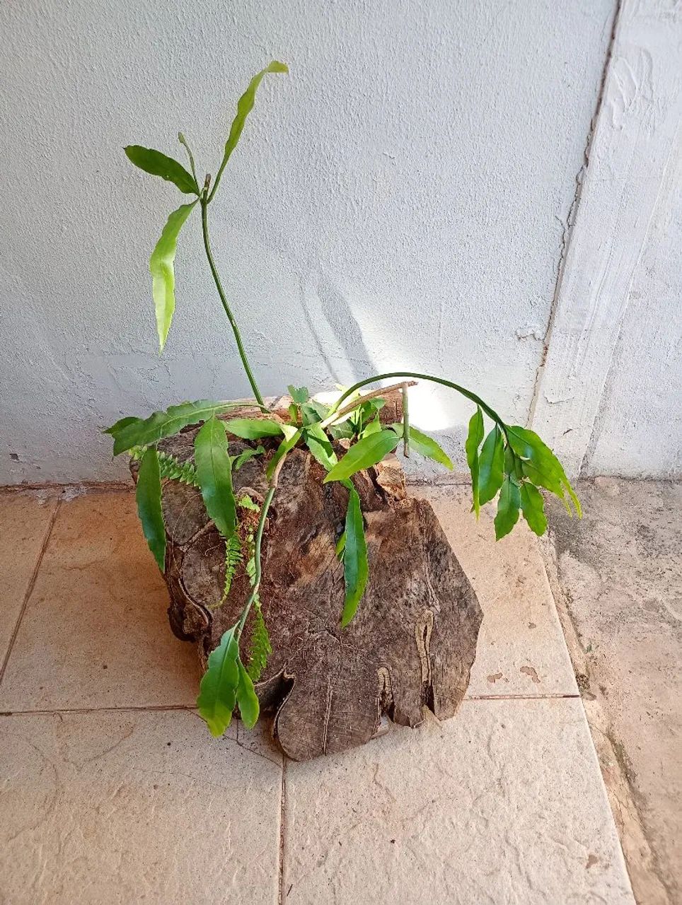 Tronco samambaia e Cacto Orquidea  - Foto 2