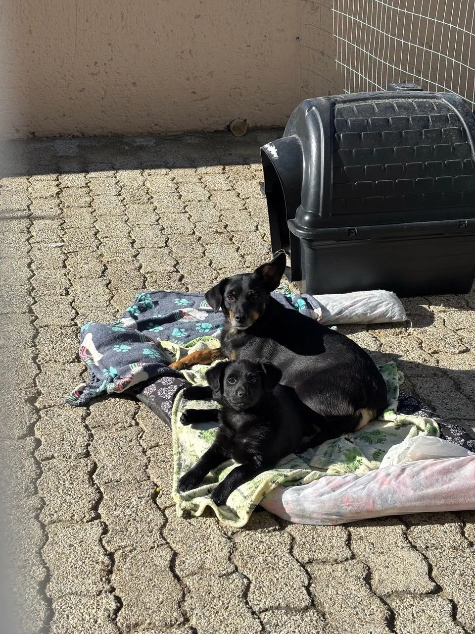 Adoção responsável  - Foto 4
