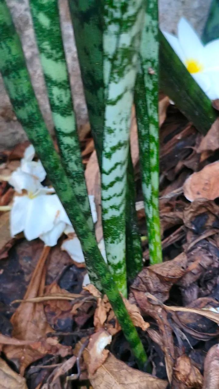 Espada de são Jorge planta - Foto 2