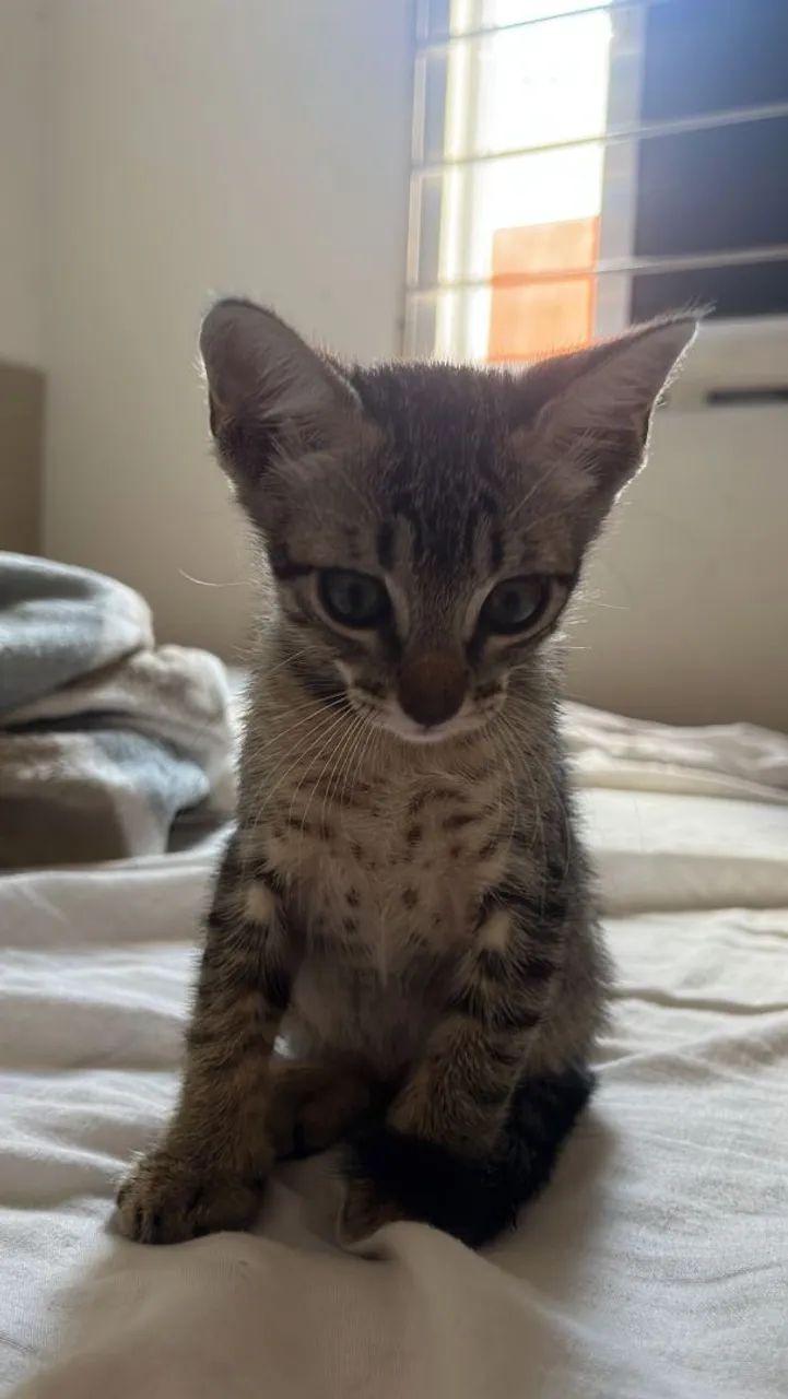 Gatinha pra adoção  - Foto 3