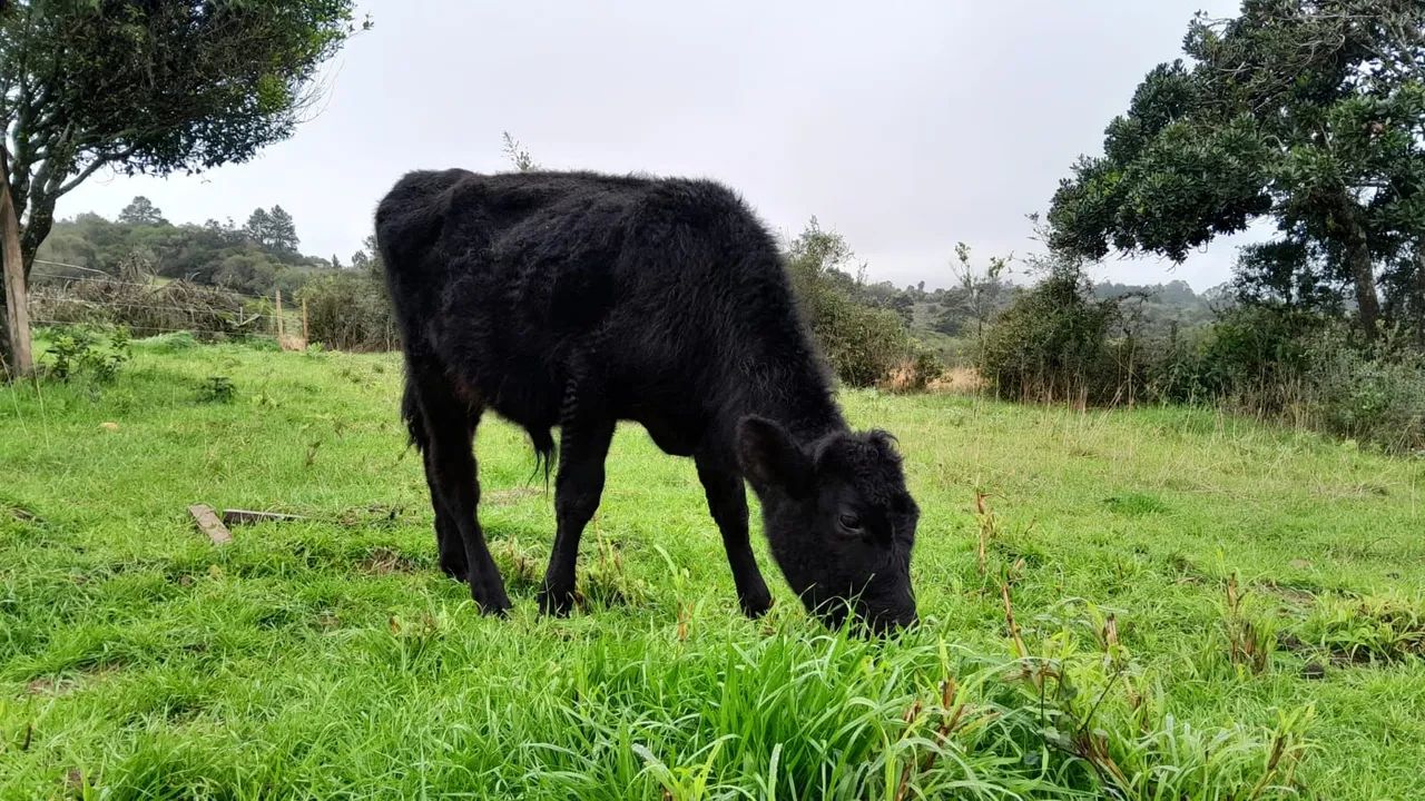 Terneiro angus