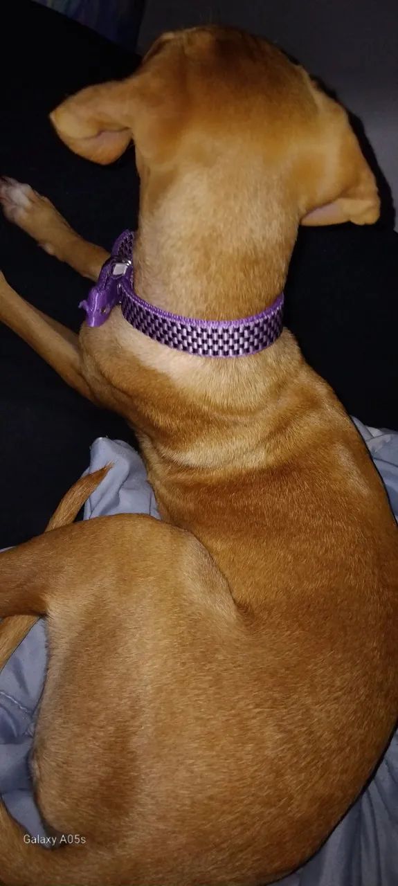 Cachorro labrador misturado com vira lata 