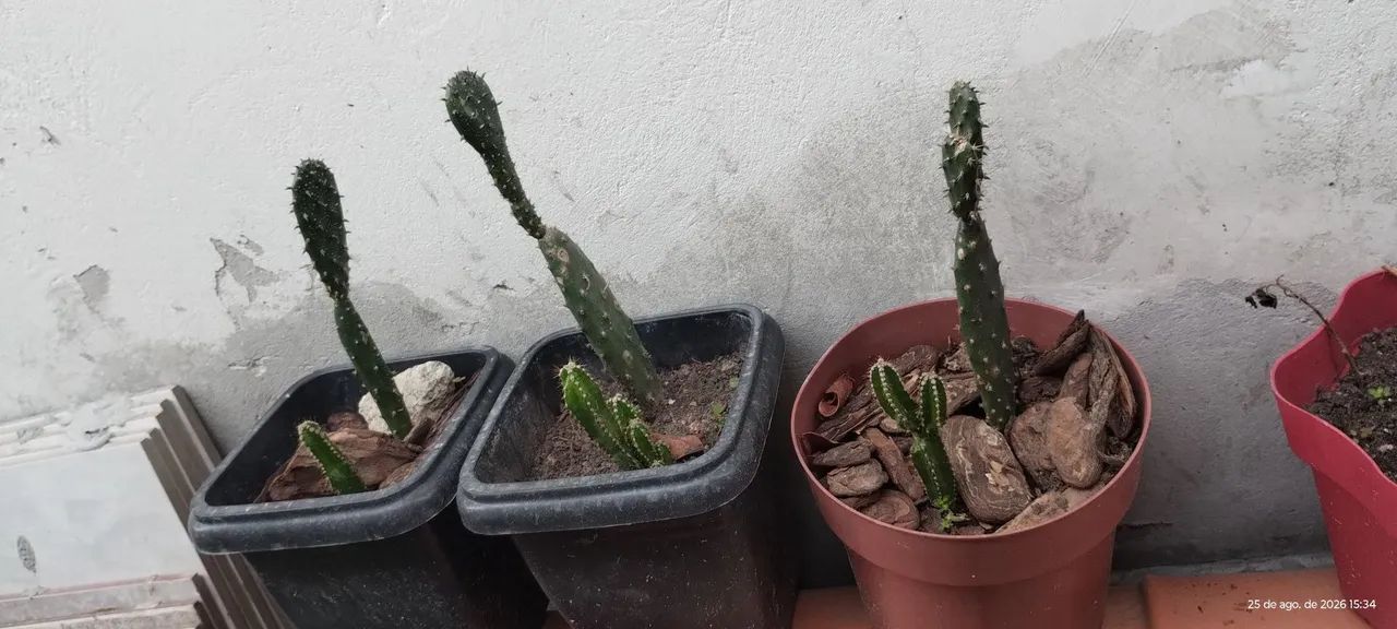 Cactos  - Foto 2
