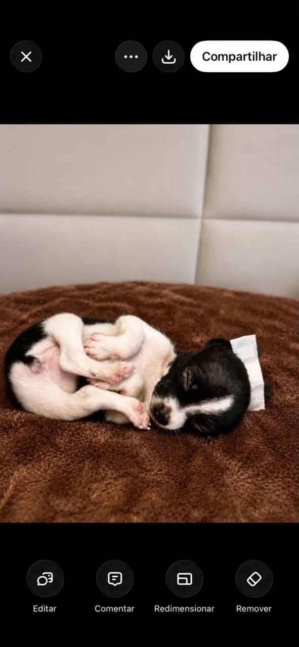 Pinscher  - Foto 3