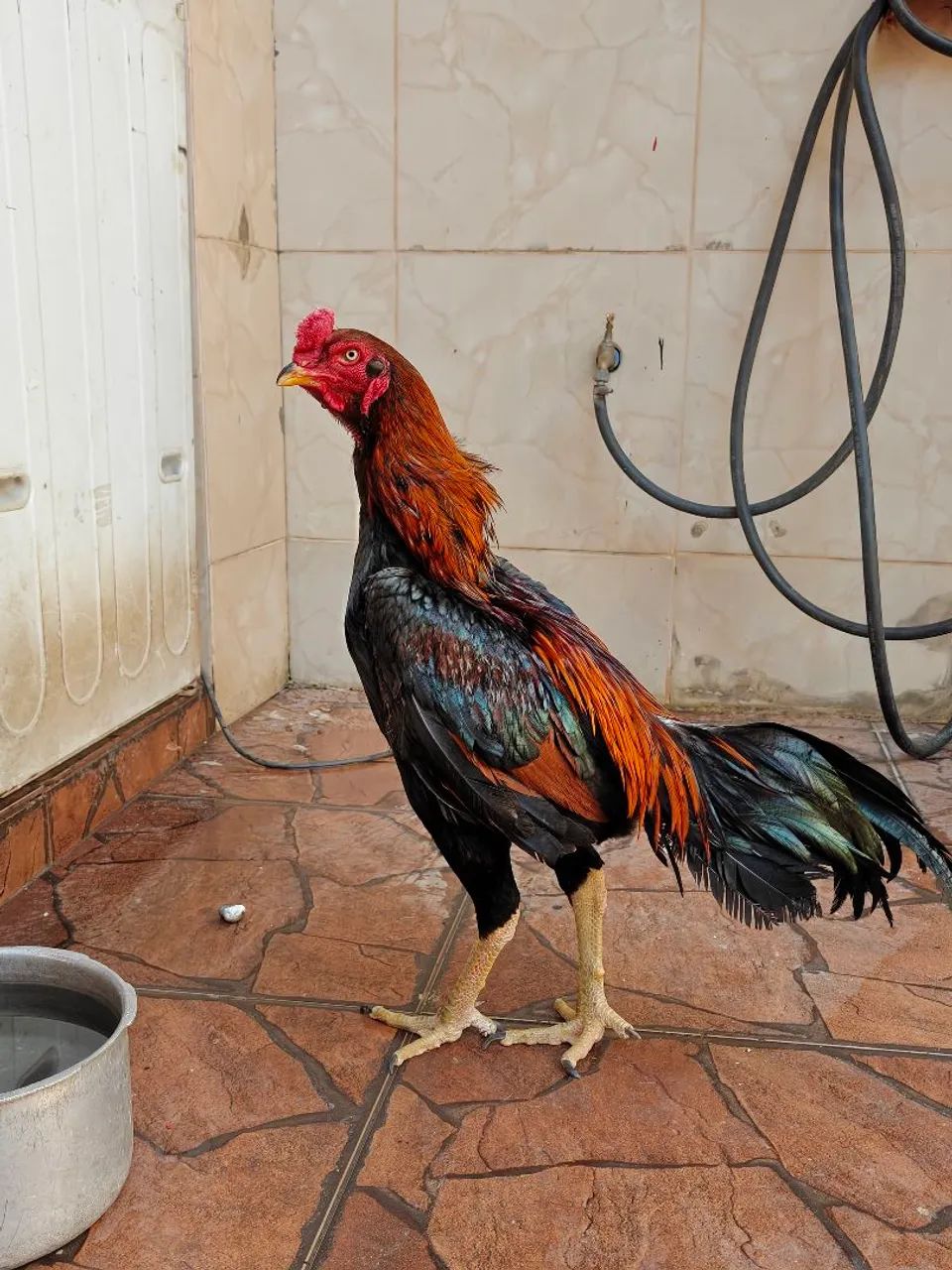 1 frango e 4 galinhas Tailandês com ganoi  - Foto 5