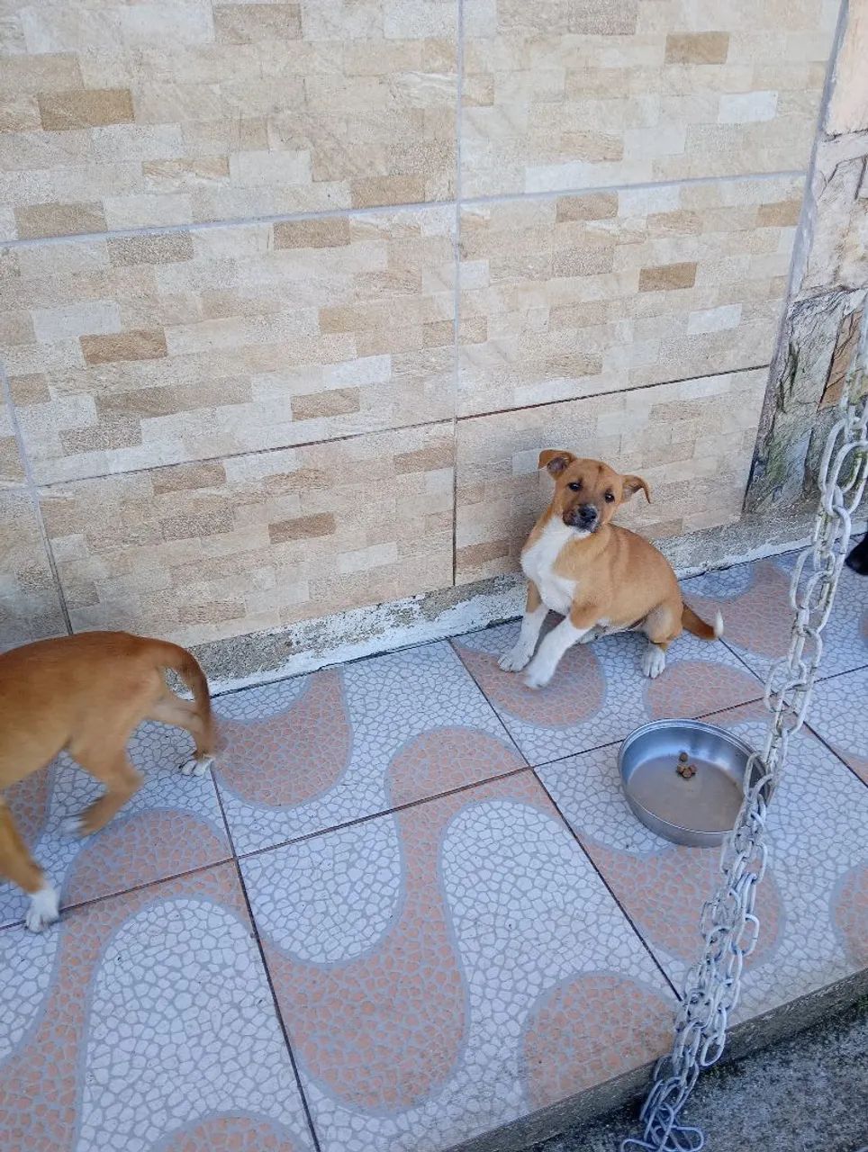 5 filhotes de cachorro para adoção. - Foto 5