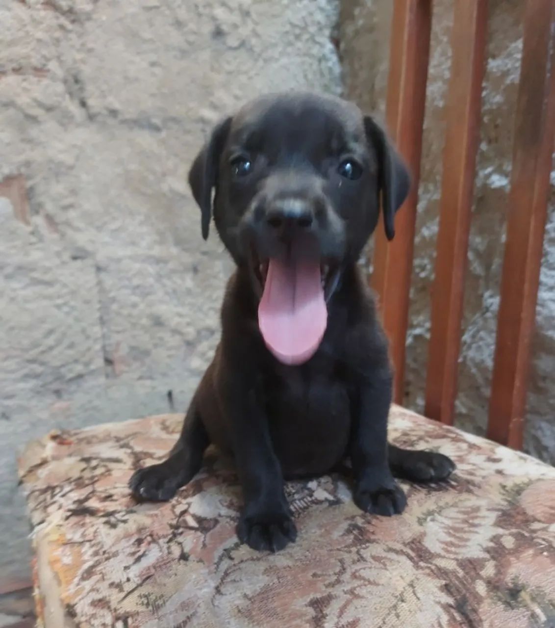 Labrador - Foto 5