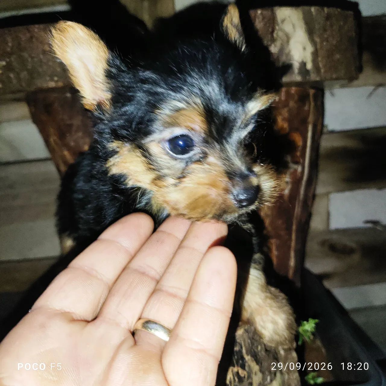 Yorkshire terrier - Foto 5