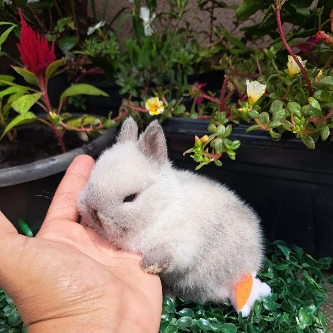 Mini coelhos  - Foto 2
