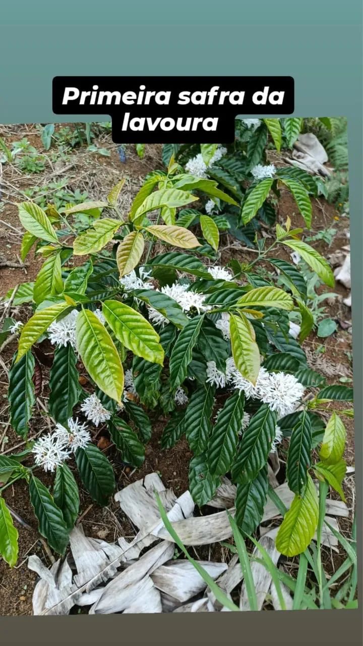 SÍTIO À VENDA - PENDANGA / IBIRAÇU - ES - Foto 4