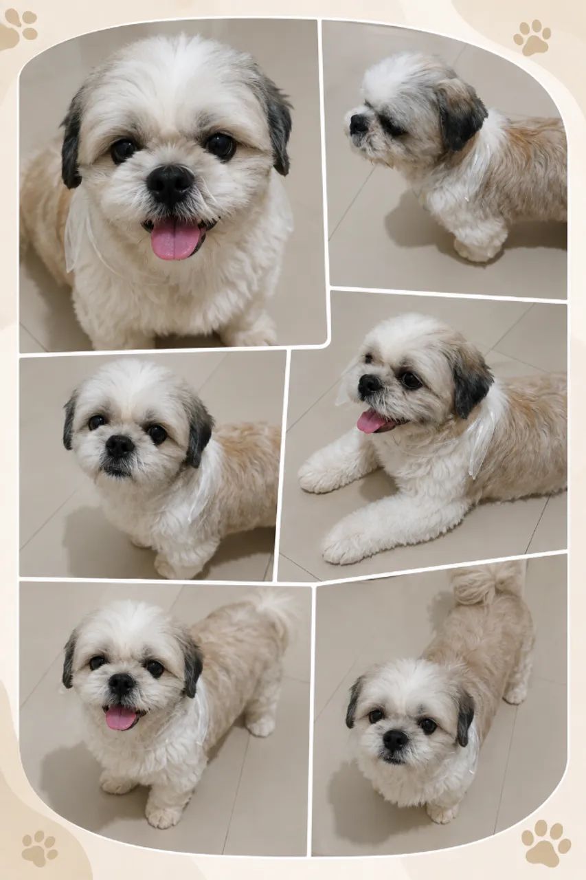 Cachorro Shitzu