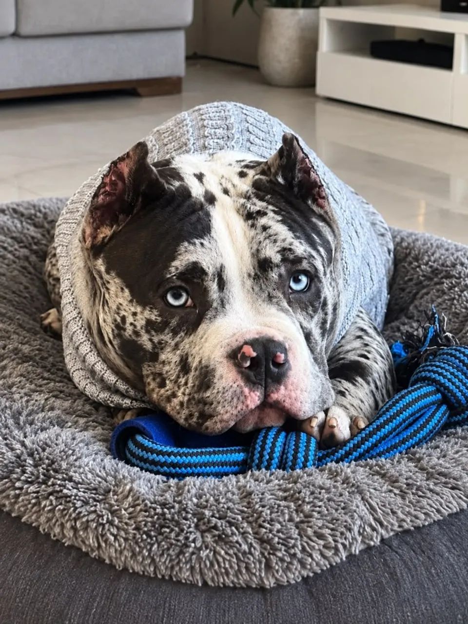 FILHOTES DE AMERICAN BULLY  - Foto 4