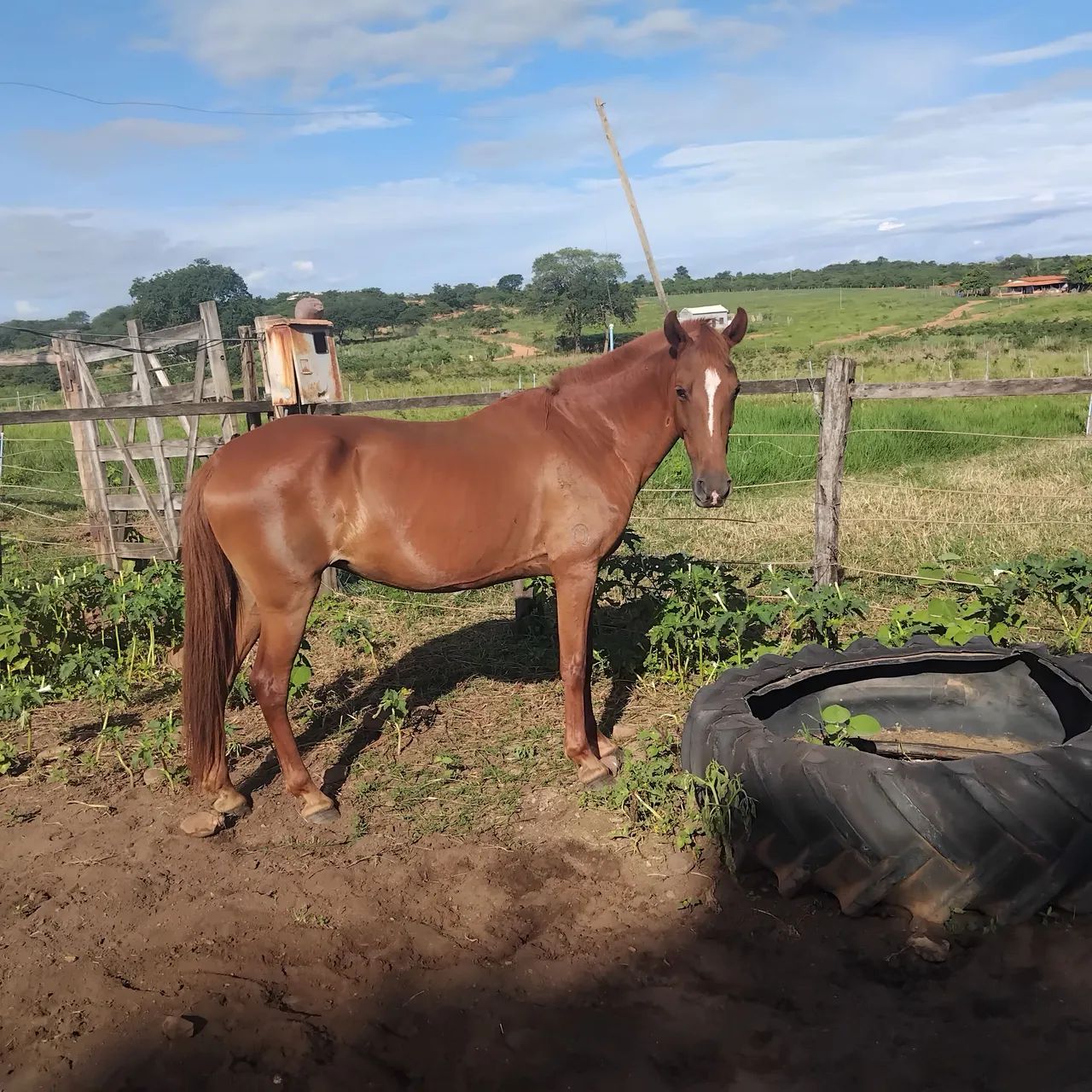 Cavalo - Foto 2