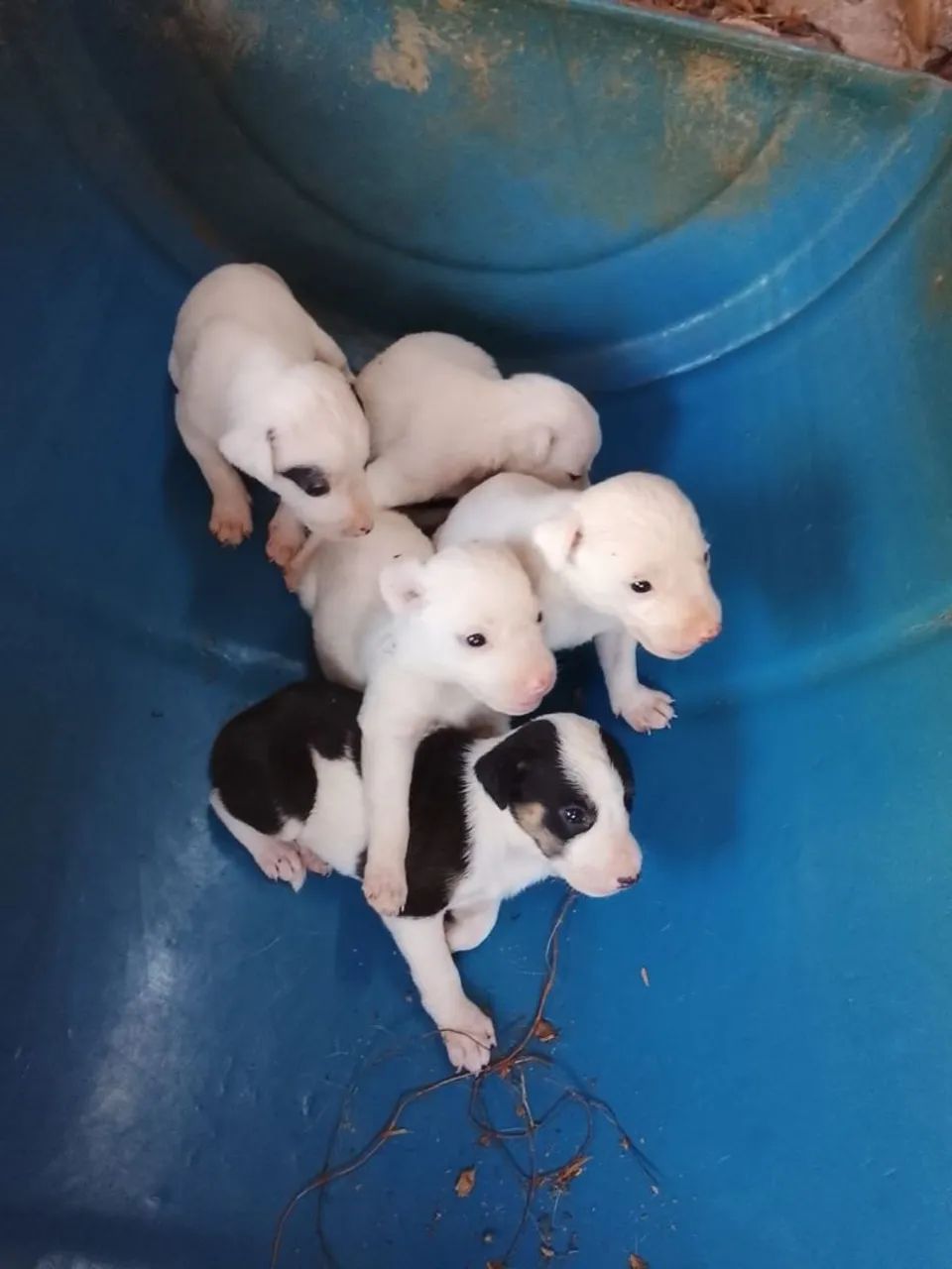 Cachorro 