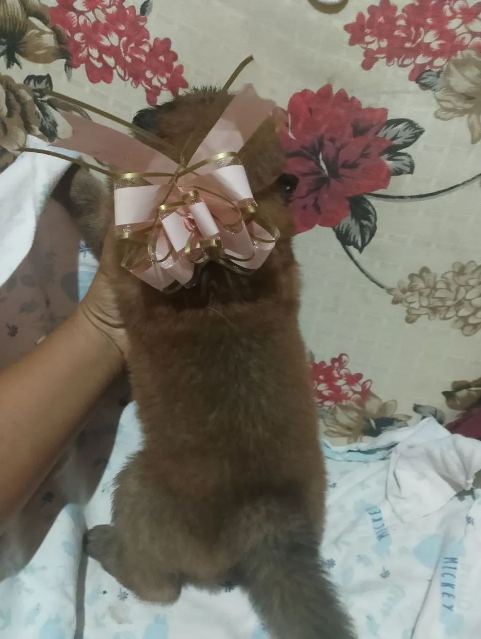 Lindos// Chow Chow  - Foto 4