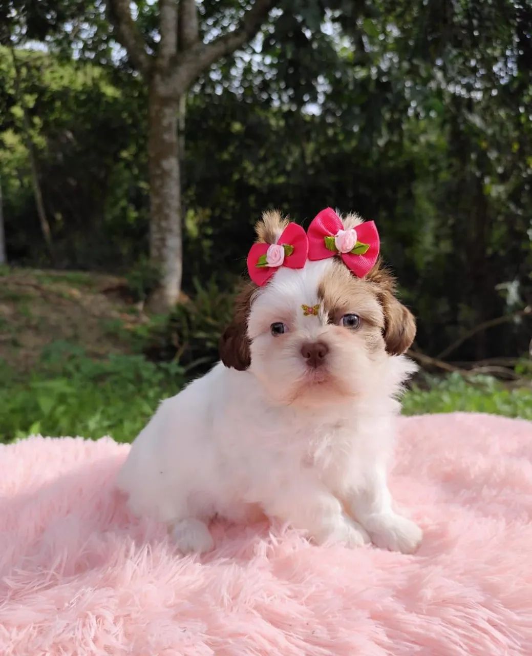 Shih tzu  - Foto 2