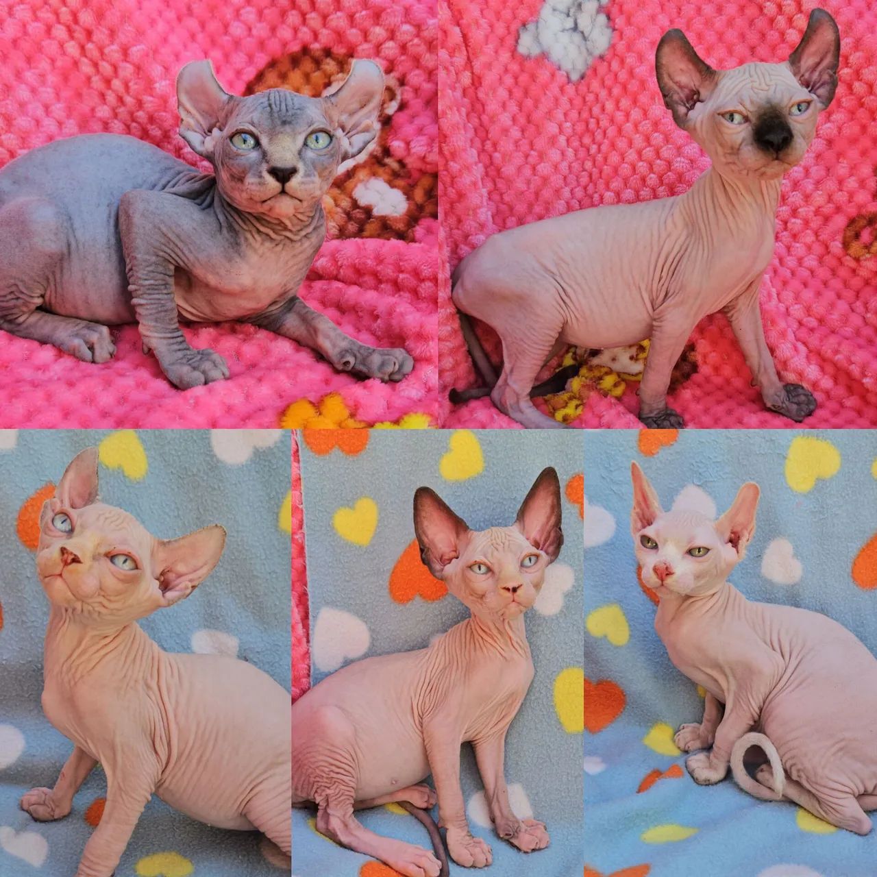 Sphynx Elf Filhotes - Gatil BSB Cat 