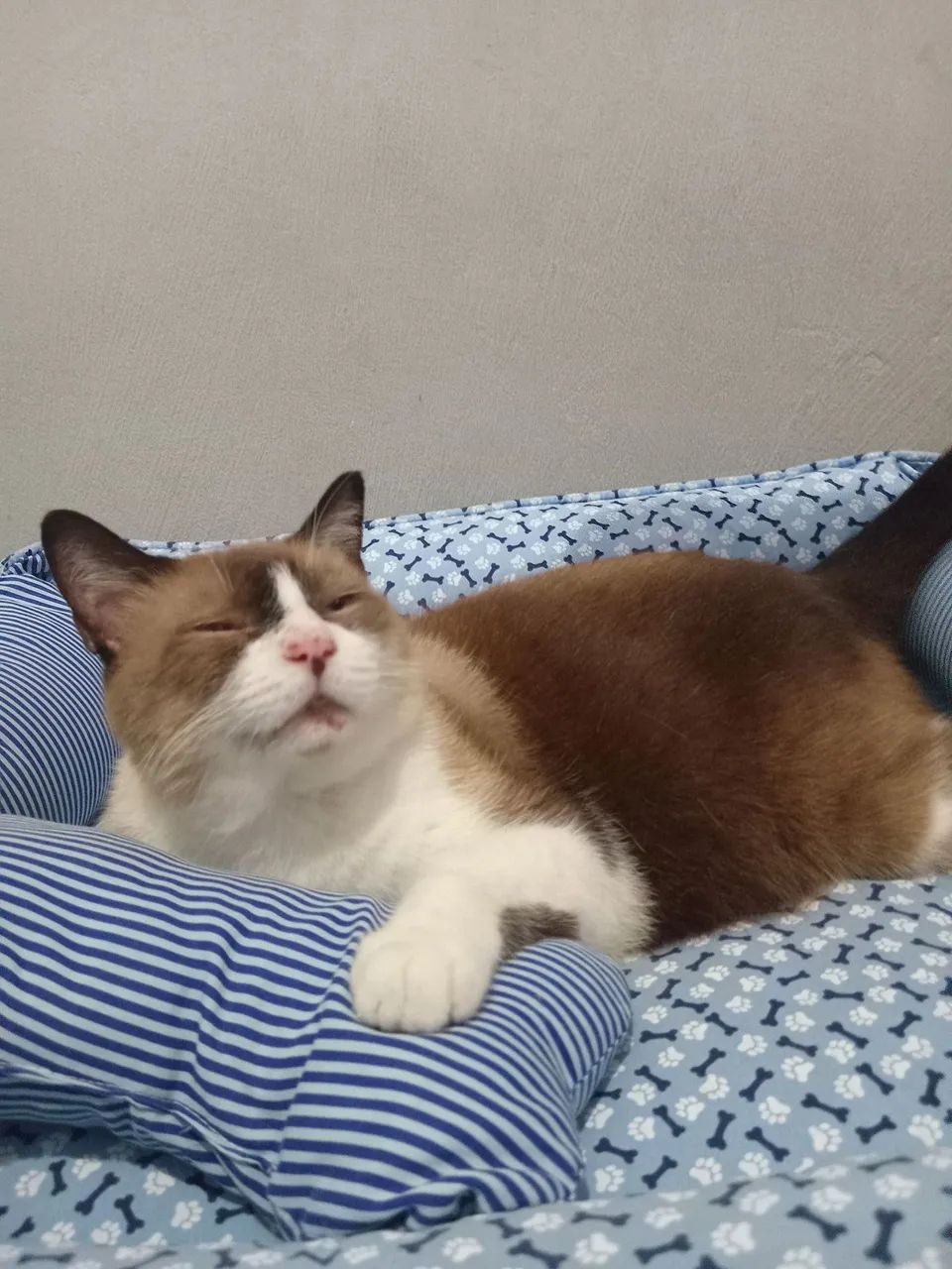 gatinho para adoção - Foto 5