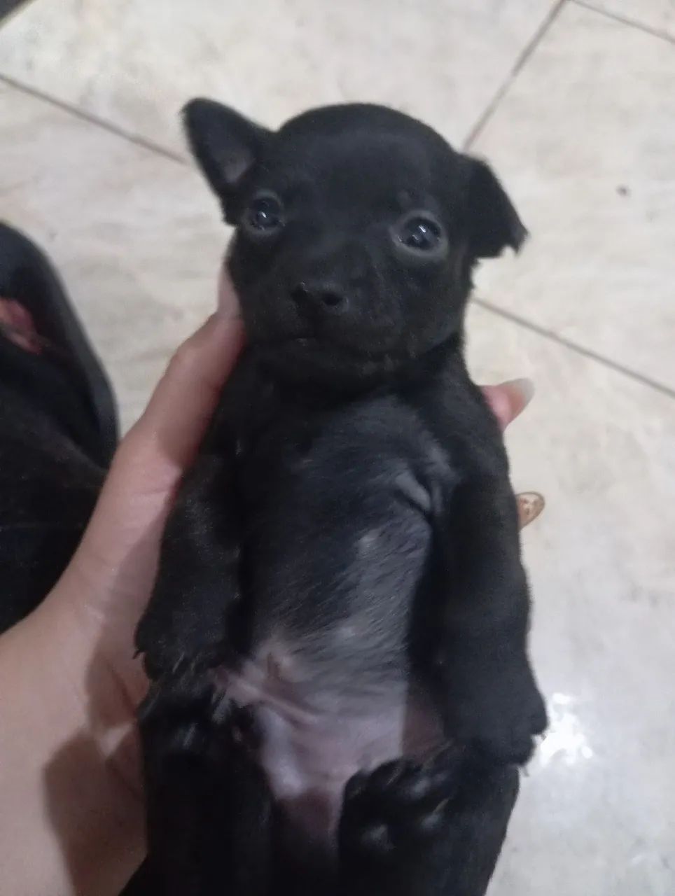 Vendo Pincher  - Foto 4