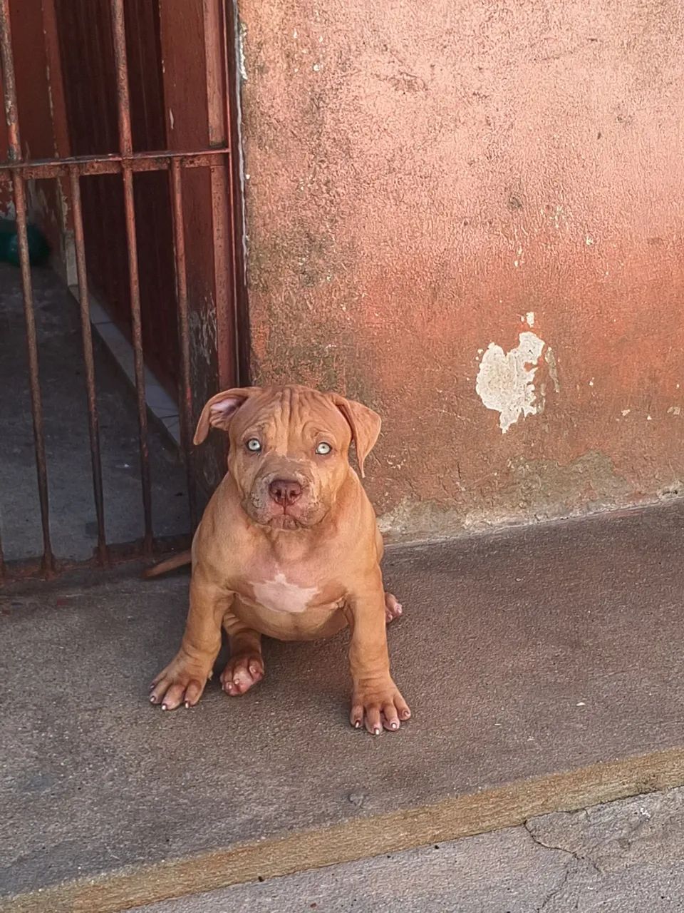 Macho disponível  - Foto 2